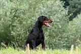 DOBERMANN 1267